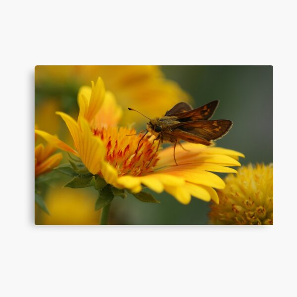 Skipper on a Firewheel Canvas Print