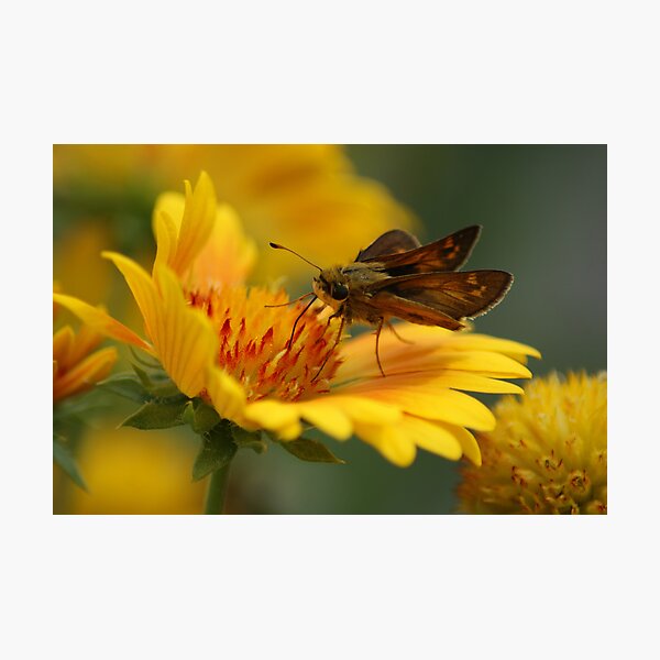 Skipper on a Firewheel Photographic Print