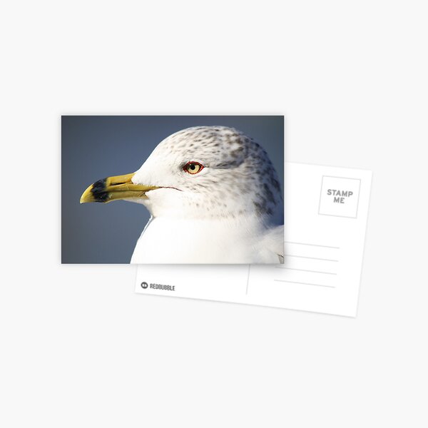 Item preview, Young Ring-Beaked Gull designed and sold by Paulette1021.