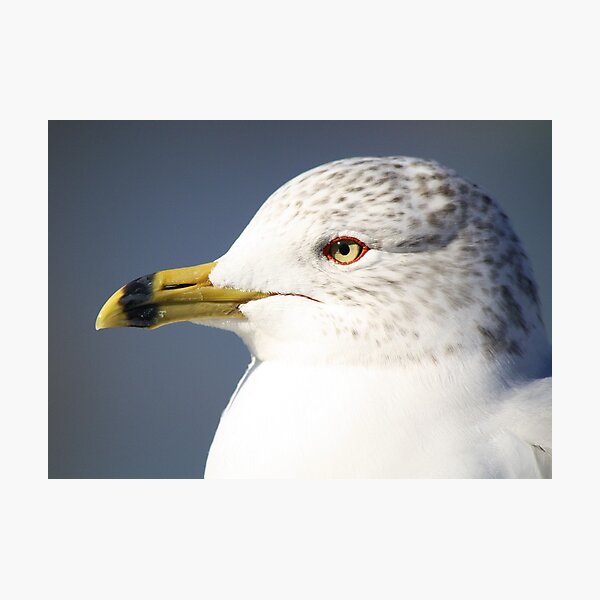 Item preview, Young Ring-Beaked Gull designed and sold by Paulette1021.