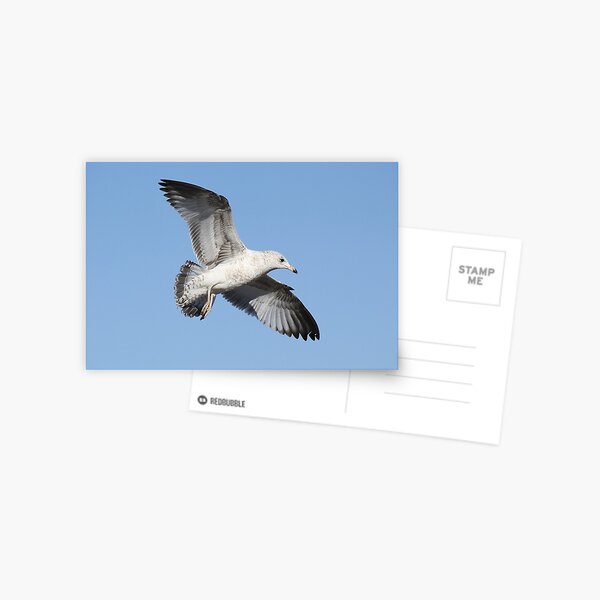 Item preview, Sea Gull in Flight designed and sold by Paulette1021.