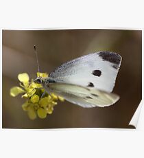 Spotted Butterfly Poster