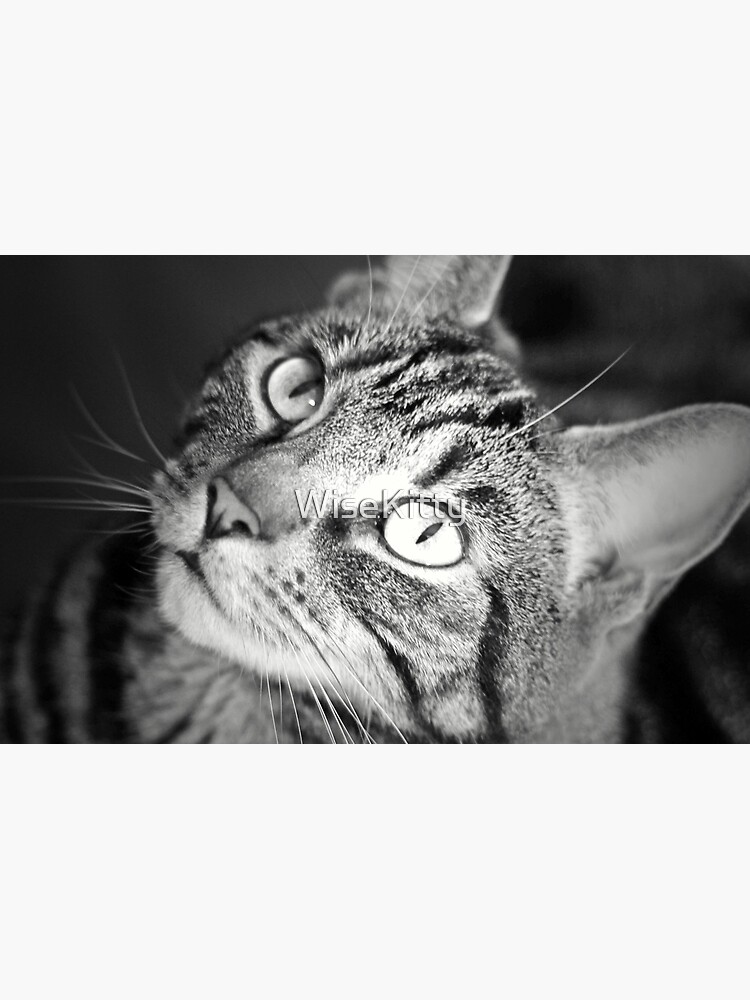 Tabby Cat Goddess Athena in Black and White by WiseKitty