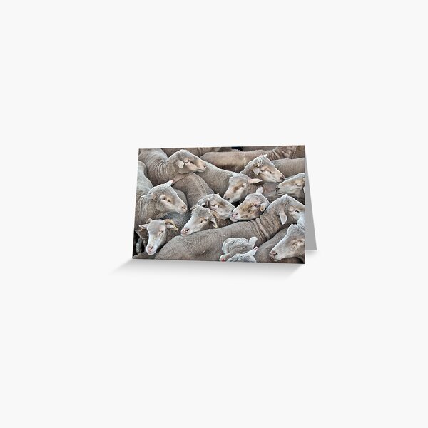 Truckload of Sheep Greeting Card