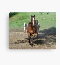 1Count Metal Print