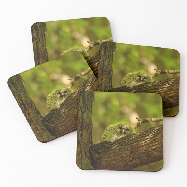 Item preview, Baby owl yawn (new video in description) designed and sold by locustgirl.