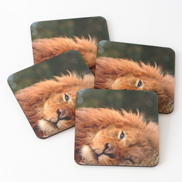Item preview, Male lion close-up photograph designed and sold by RTPhotos.