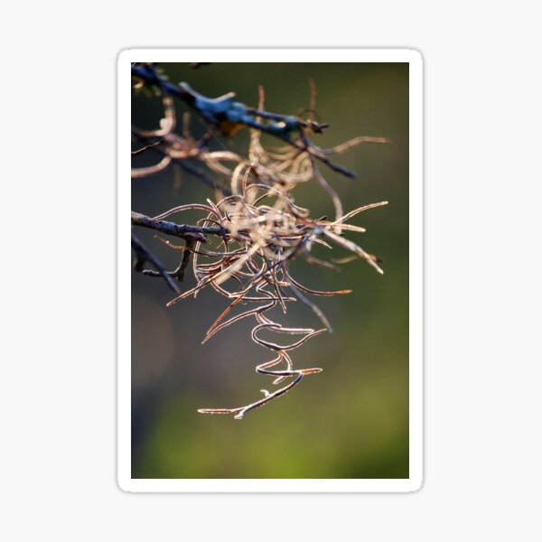 Item preview, Spanish Moss designed and sold by Richard Nix.