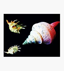 Stranded Photographic Print