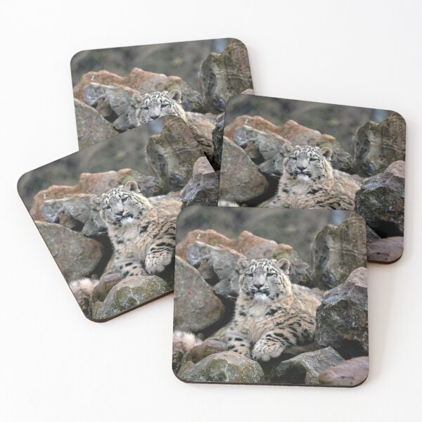 Item preview, Snow leopard on a rock designed and sold by RTPhotos.
