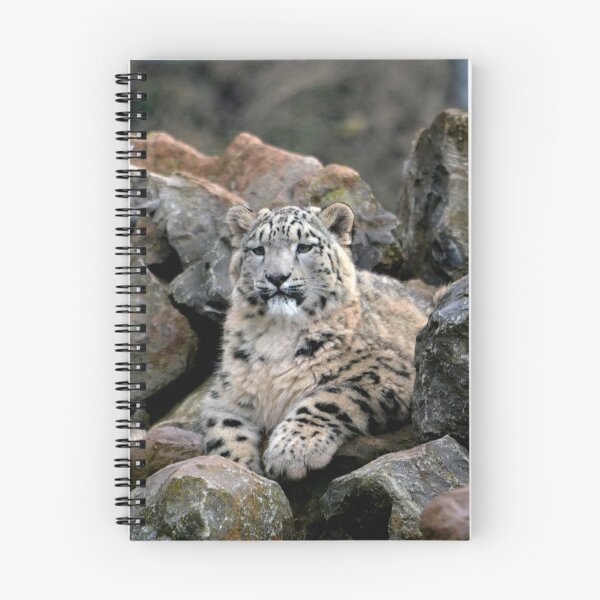 Item preview, Snow leopard on a rock designed and sold by RTPhotos.