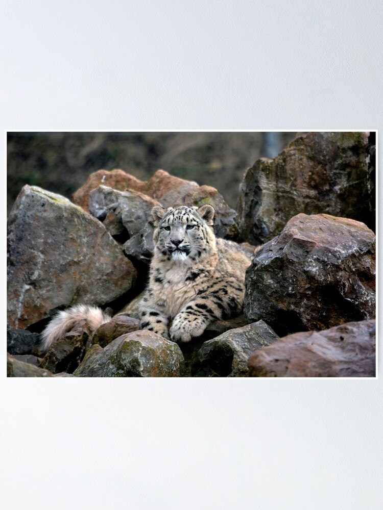 Snow Leopard On A Rock Poster By Rtphotos Redbubble