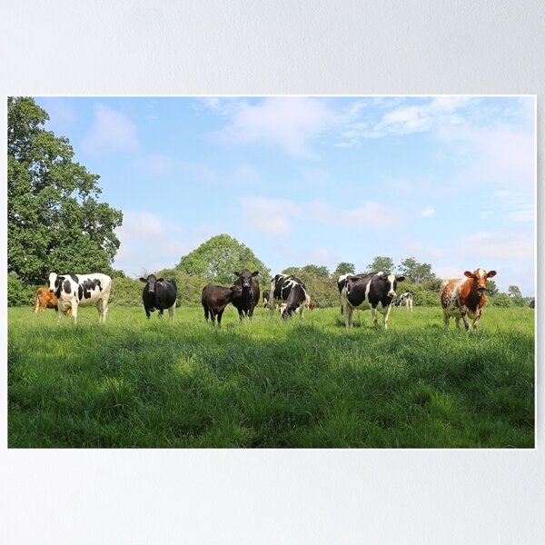 Item preview, Cows in a Field designed and sold by pinkal.