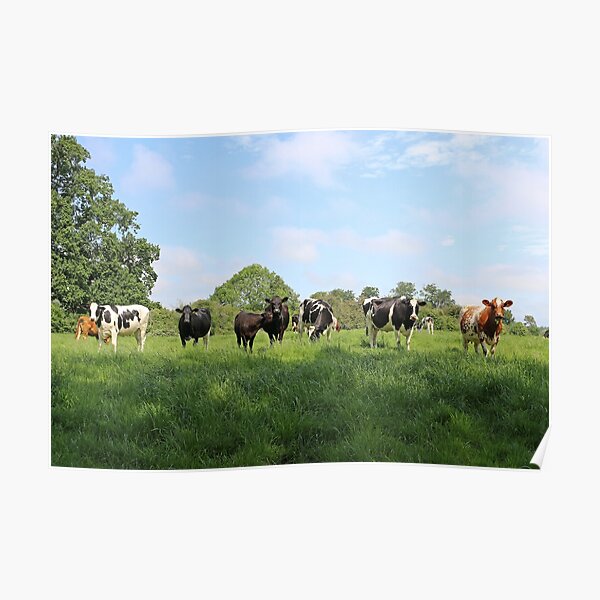 Cows in a Field Poster