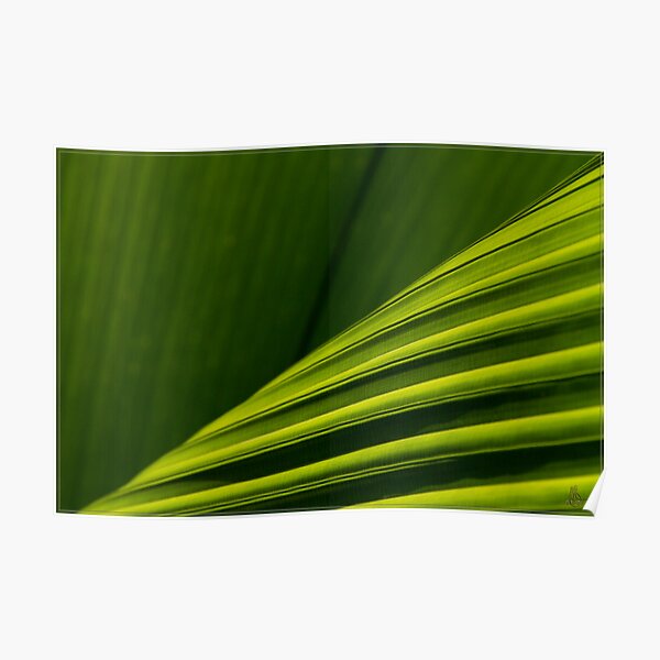 Palm (2) Poster