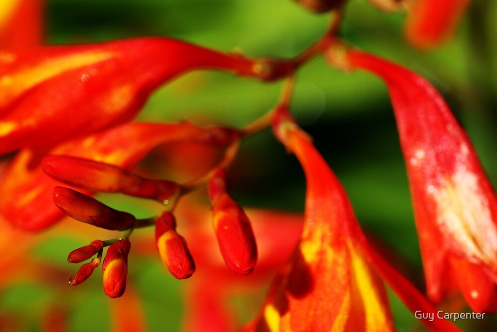 "Red Devil flower" by Guy Carpenter Redbubble