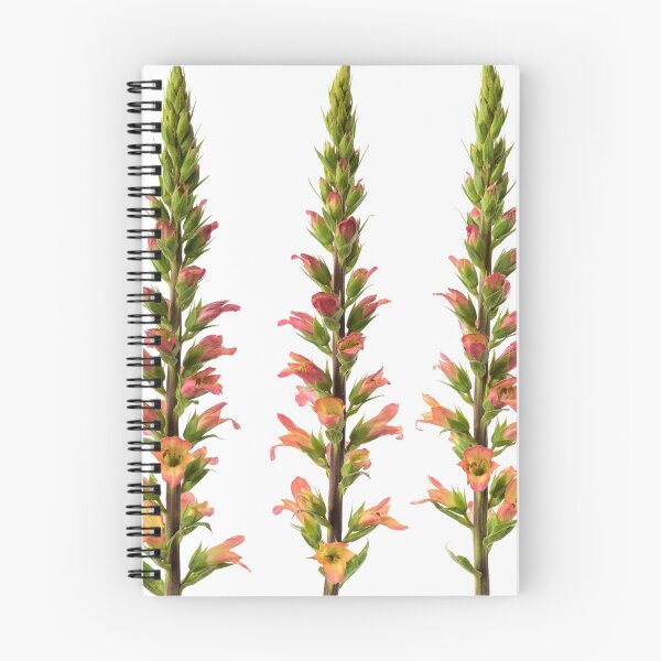 Item preview, Digitalis x valinii  Foxglove  designed and sold by Chris Burrows.