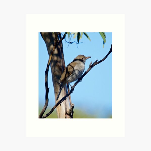 SHRIKETHRUSH ~ Grey Shrikethrush 7B3JEVH5 by David Irwin Art Print