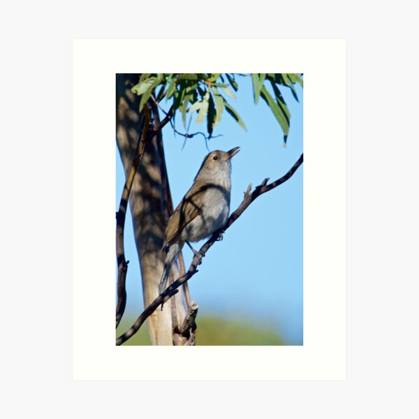 SHRIKETHRUSH ~ Grey Shrikethrush 6PJQGVZB by David Irwin Art Print