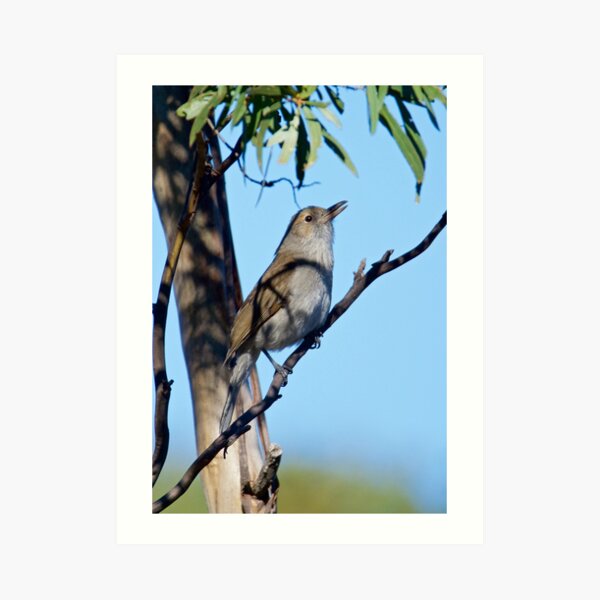 Grey Shrikethrush by David Irwin Art Print