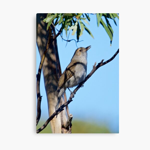SHRIKETHRUSH ~ Grey Shrikethrush 6PJQGVZB by David Irwin Canvas Print