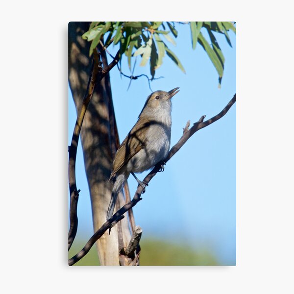 SHRIKETHRUSH ~ Grey Shrikethrush 6PJQGVZB by David Irwin Metal Print