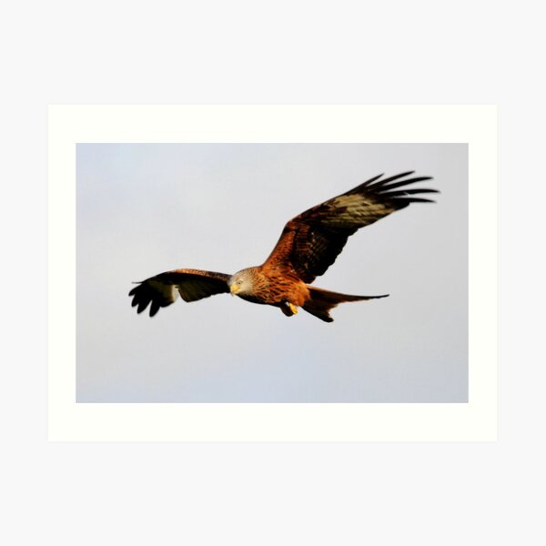 Red Kite Art Prints Redbubble