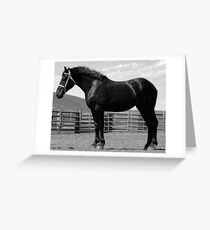 Black Beauty - Percheron Mare Greeting Card