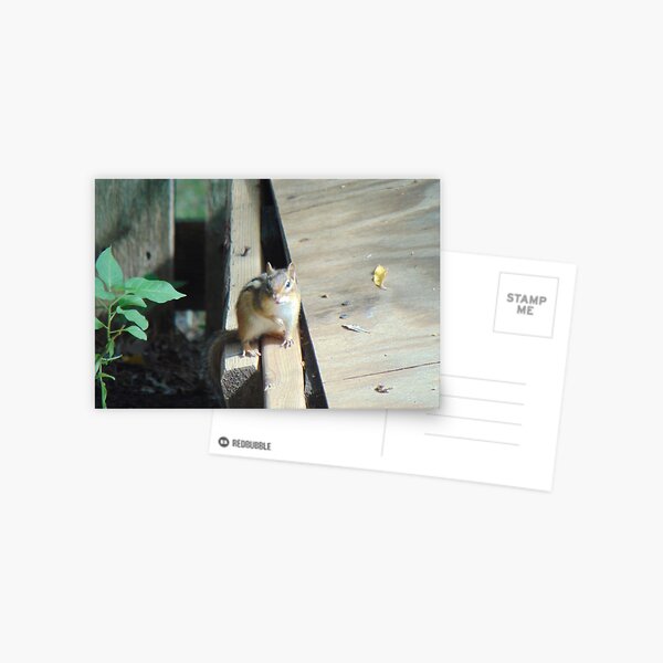 ADORABLE Chipmunk Postcard