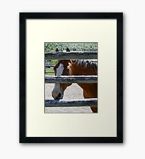 Sneakin' A Peek Framed Print