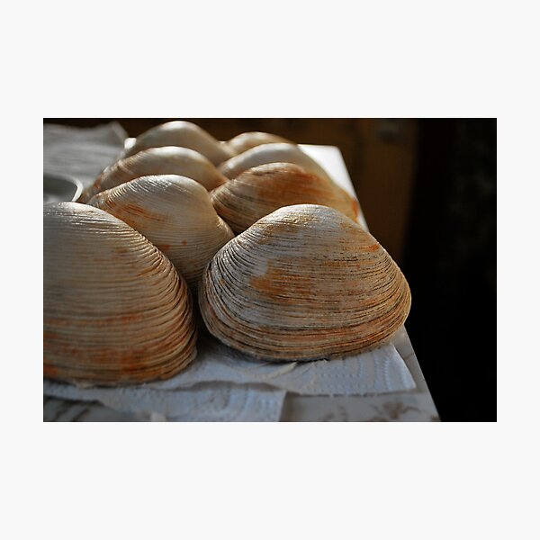 Line of shells Photographic Print