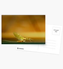 Cahill Mayfly Postcards