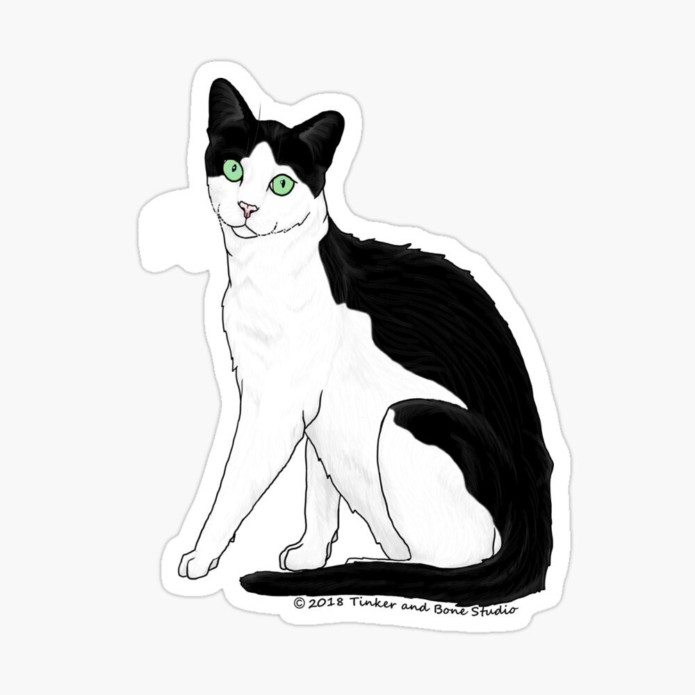 Black and White Cat