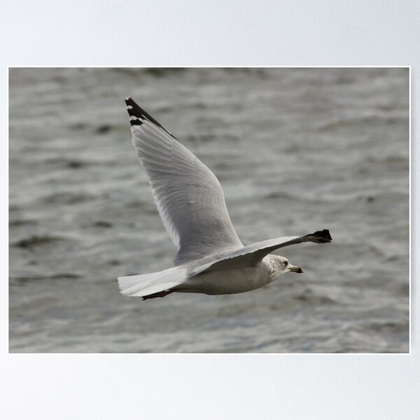Item preview, Gull in Flight designed and sold by AnnDixon.