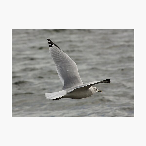 Item preview, Gull in Flight designed and sold by AnnDixon.