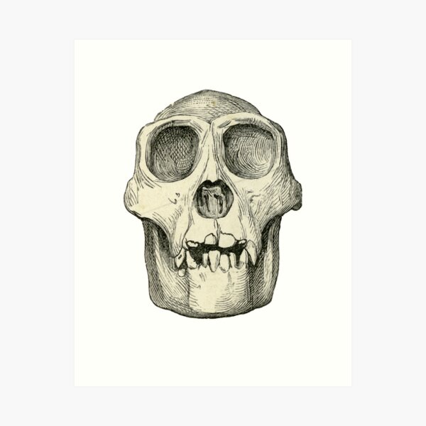 Gorilla Skull  Art Print