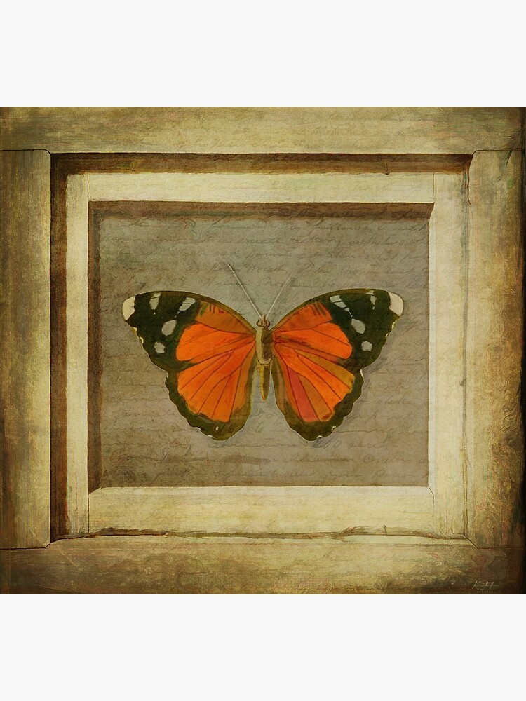 Butterfly in a Frame by KeithHawley