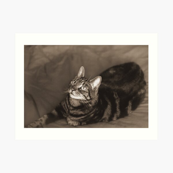Vintage-Style Cat Photography Sepia Art Print