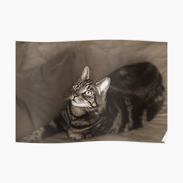 Vintage-Style Cat Photography Sepia Poster