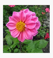 Pretty In Pink Photographic Print