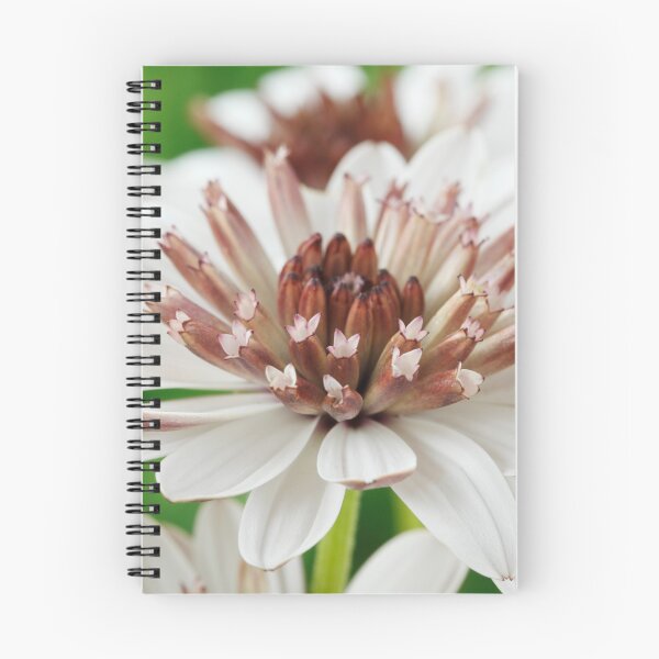 Item preview, Osteospermum  Flower Power Double Series  Double White Bronze   designed and sold by Chris Burrows.