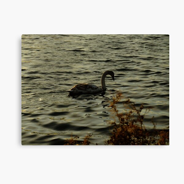 Learning to be beautiful Canvas Print