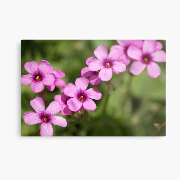Pink Clover Flowers Metal Print