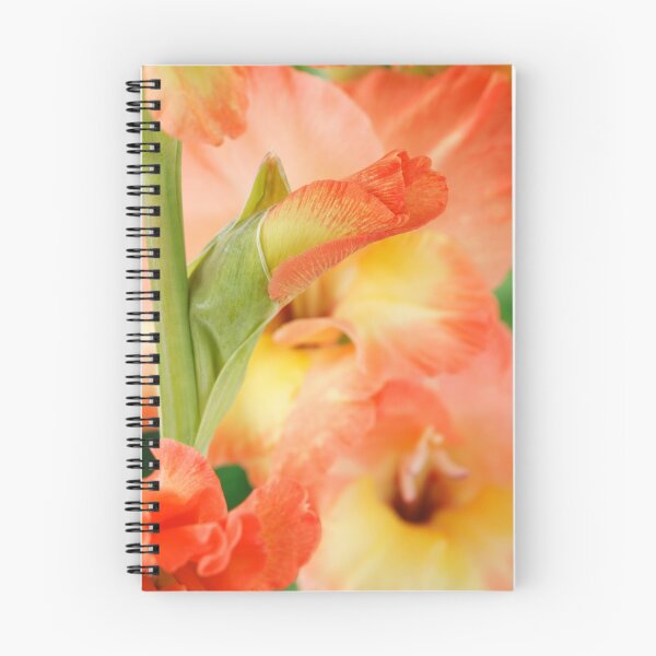 Item preview, Gladiolus  'Tabasco'  designed and sold by Chris Burrows.