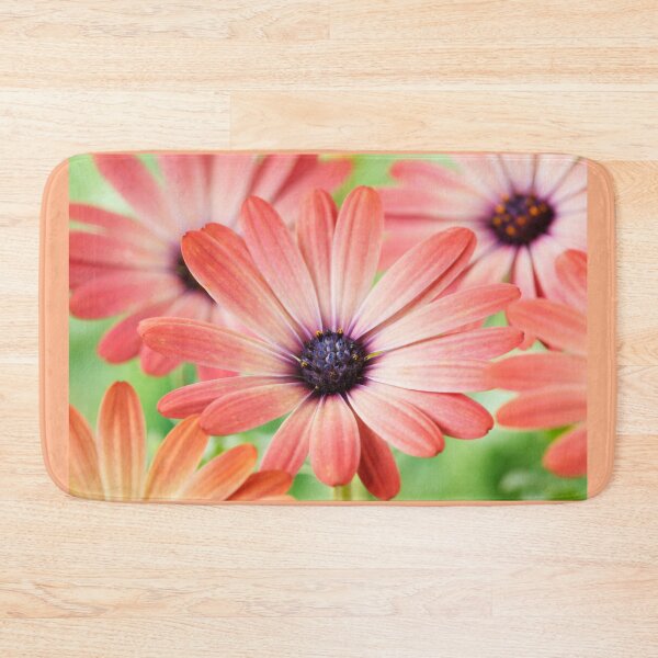 Artikelvorschau, Osteospermum Serenity Rosenmagie = 'Balseroma' Serenity-Serie entworfen und verkauft von Chris Burrows.