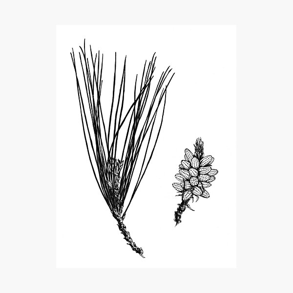 Item preview, Pine cone designed and sold by Aleksandra Kabakova.