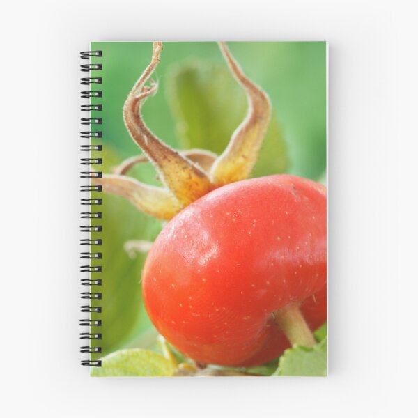 Item preview, Rosa rugosa  'Alba'  AGM  Rose hip   designed and sold by Chris Burrows.
