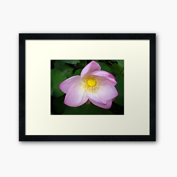 The Beguiling Lotus... Framed Art Print