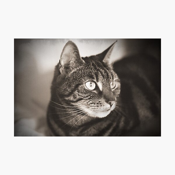 Vintage Tabby Cat Photography Photographic Print