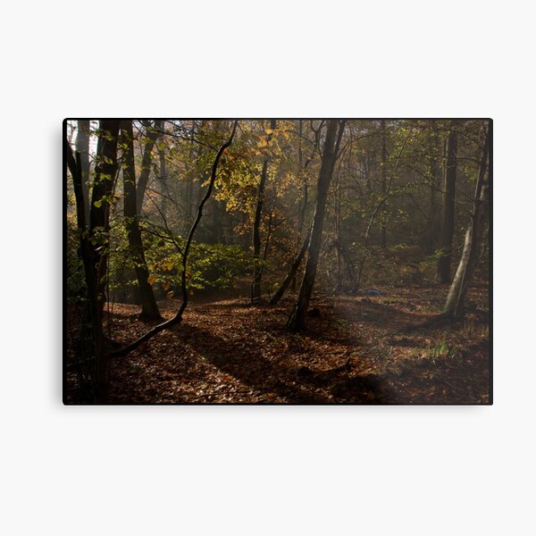 Autumn sunlight - Boarshole Woods Metal Print